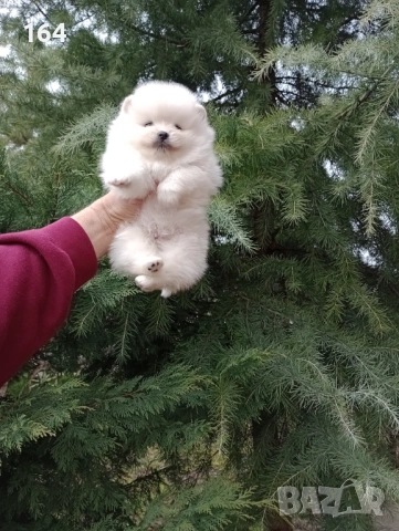 Белил Померани. Реални снимки от 28.02.26 г. Момче и момиче