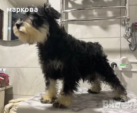 цвергшнауцер мъжки и женски, снимка 2 - Други - 56020269