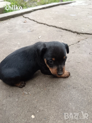 ягдтериер, снимка 2 - Ягдтериер - 52787759