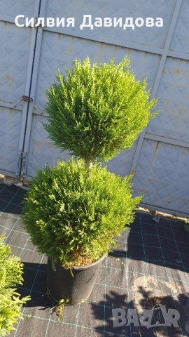 Лейландски кипарис щам топка, пон пон, спирала, снимка 6 - Градински цветя и растения - 52501247