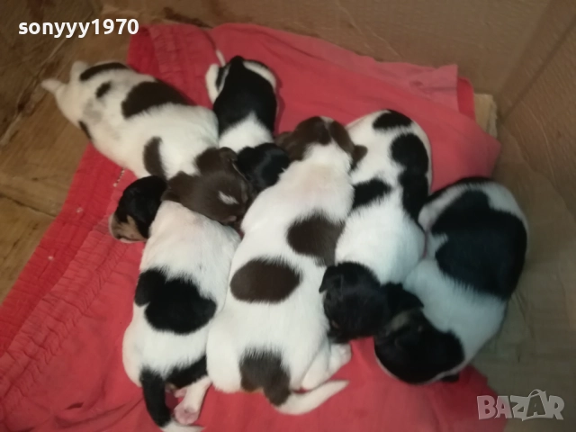 ДЖАК РЪСЕЛ-250ЛВ ЗА СЛАДКО КУТРЕ ПО ИЗБОР 2708251117, снимка 11 - Джак ръсел териер - 51505975