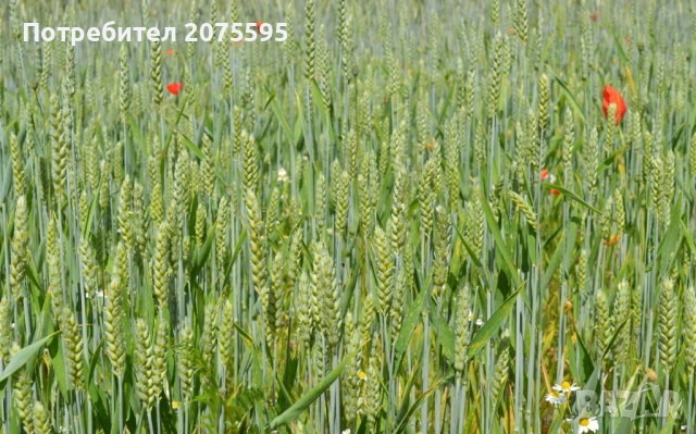 Нива 9 дка, село Ген. Тошево, обл. Ямбол