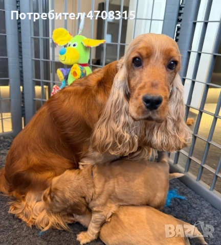 Кокер шпаньол карамел момче родословен баща, снимка 2 - Кокер шпаньол - 53854940
