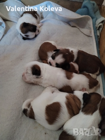 Малки кученца порода Ши Тцу , снимка 4 - Ши Тцу - 52838430