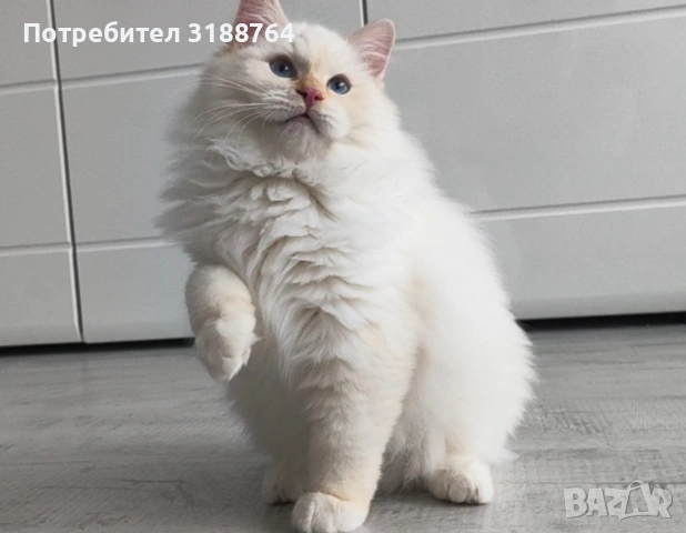 Регдол котенца