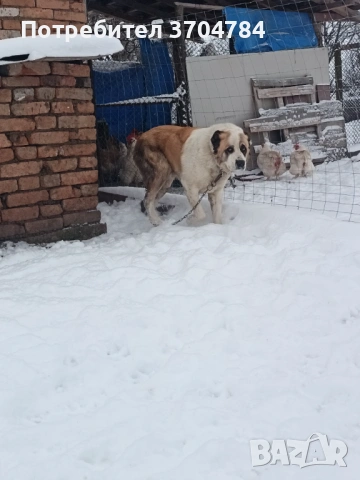 Продавам Сао алабай , снимка 11 - Алабай - 53312931