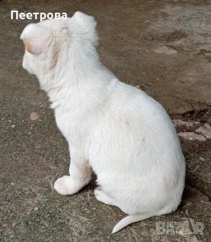 Кученца за подаряване., снимка 5 - Други - 53301045