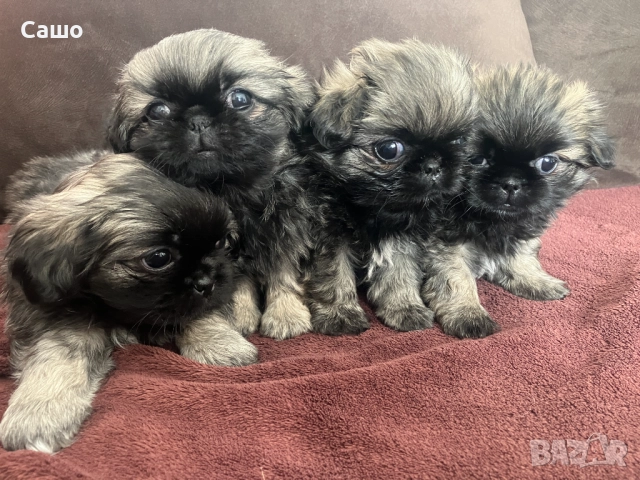 Малки Пекинези, снимка 2 - Пекинез - 52920189