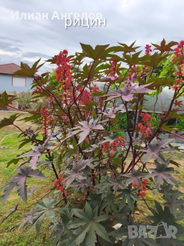 Семена от стари селски сортове домати,краставици и други, снимка 15 - Сортови семена и луковици - 52629365