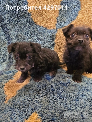 микс между чихуахуа и болонка