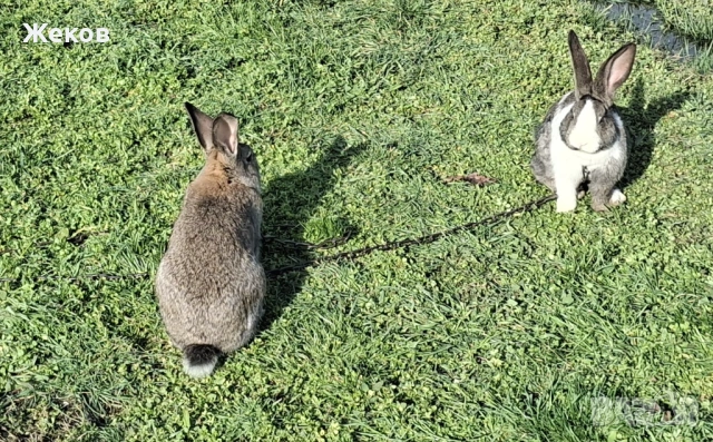Продават се зайци