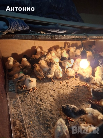 Малки и големи пилета , снимка 2 - други­ - 53638498