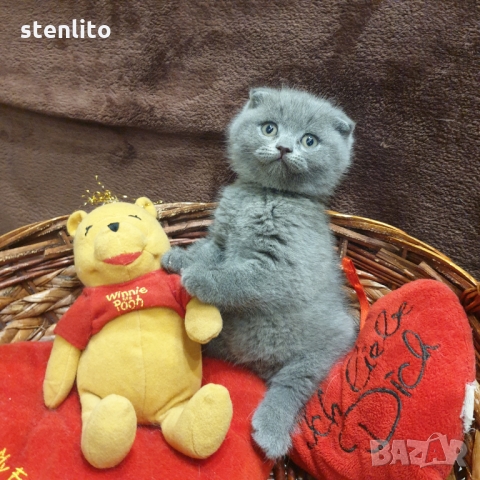 Шотландски котенца на 2 месеца, снимка 6 - Британска късокосместа - 32989455