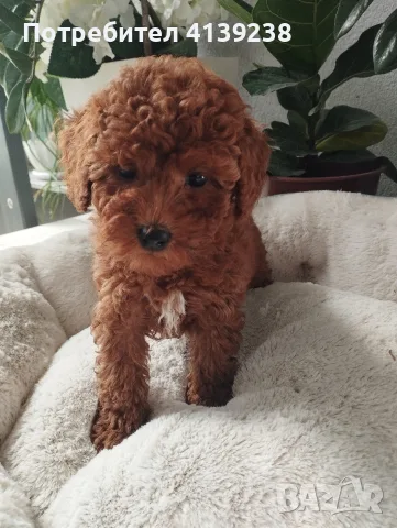 Poodle toy -мини пудел, снимка 4 - Пудели - 56315116