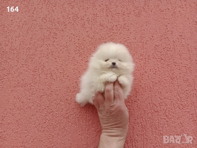 Различни възрасти! Богат избор на мини Померани. Реални снимки !!! , снимка 3 - Померан - 53772615