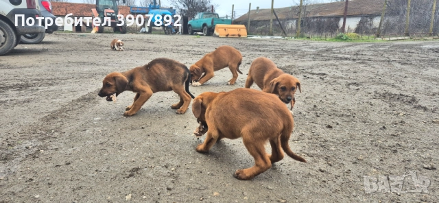 Трицветни гончета, снимка 3 - Гонче - 52921636