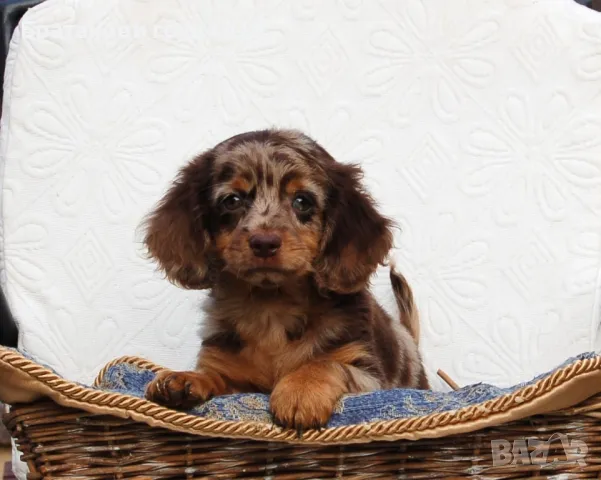 Дългокосмести Дакели , снимка 3 - Дакели - 49009082