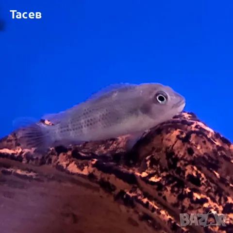 Лъвоглава цихлида 6см