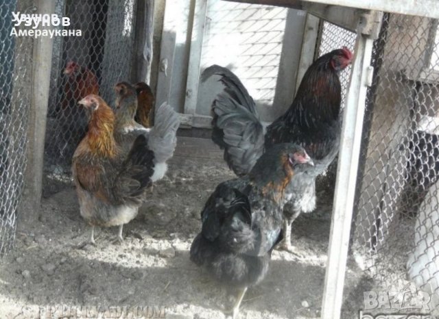 Яйца от Амераукана, снимка 1 - Кокошки и пуйки - 40994713