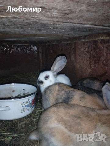 Продавам зайци, снимка 13 - Други - 50753326