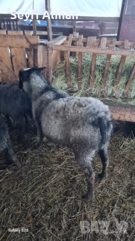 РОМАНОВСКА 