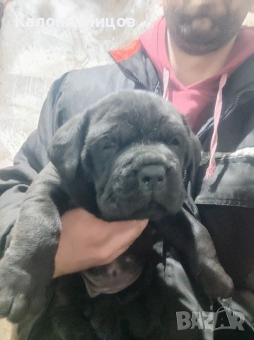 Кане Корсо Puppy, снимка 4 - Кане корсо - 53713101