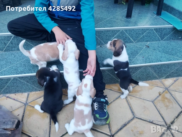 Куче порода Бигъл, Чистокръвни бигълчета , снимка 7 - Бигъл - 52429439