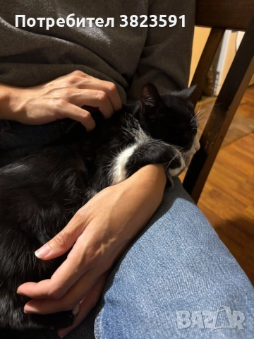 Подарявам мъжkо котенце на 4 месеца - Батман, снимка 16 - Други - 51780705