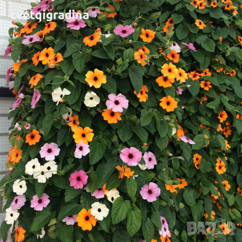 Thunbergia alata Terracotta(Тунбергия Теракота), снимка 3 - Градински цветя и растения - 44555108