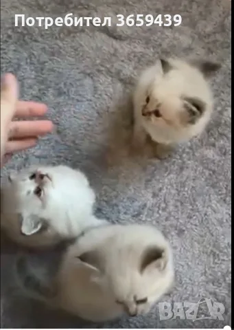 Невска маскарадна котка , снимка 3 - Други - 55002921