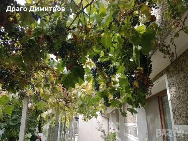 Продавам тъмно грозде,подходящо само за червено вино,обирате го цялото по асмите за 30  всичкото., снимка 3 - Домашни продукти - 56129807