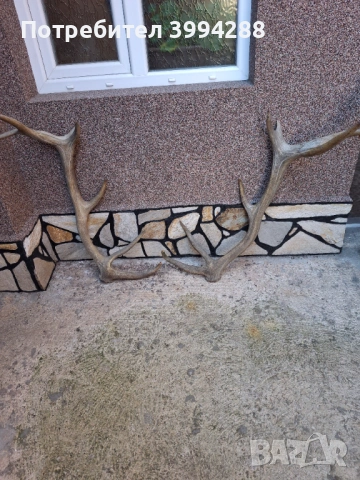 Еленови рога