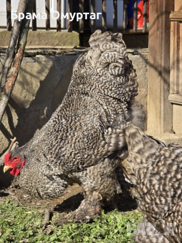 Продавам разплодни яйца от Кукувича Брама [Cuckoo Brahma], снимка 6 - Кокошки и пуйки - 53811646