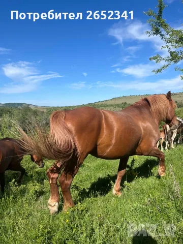 Продавам БТК ….., снимка 3 - Коне - 56153999