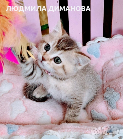 Шотландско мъжко златна чинчила , снимка 6 - Британска късокосместа - 53696771