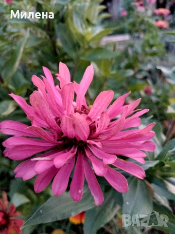 семена за едногодишни цветя , снимка 8 - Сортови семена и луковици - 51471965