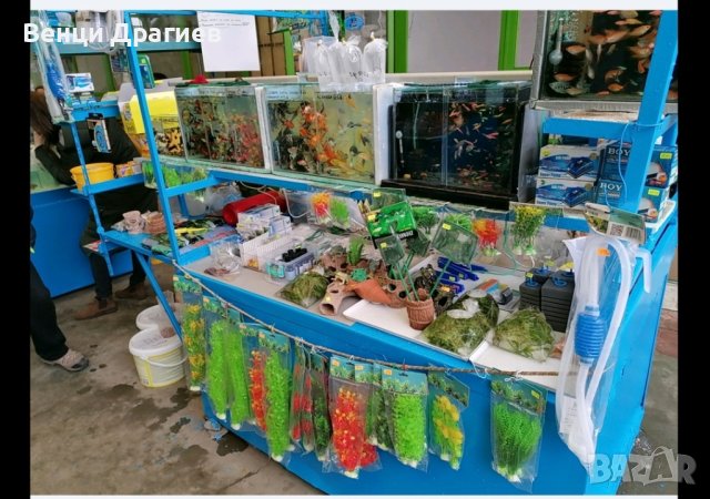 Продавам декоративни рибки, аксексоари и храни, снимка 3 - Рибки - 39619206