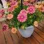 (Osteospermum ecklonis Pink Sun)-Остеоспермум слънчево розово, снимка 2
