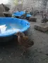 Фазани Мандаринки Папагали Гълъби, снимка 2