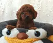 Той пуделчета момиченца, снимка 2