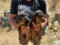 Ловни кучета Гонче, снимка 1