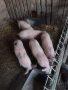 Продавам малки прасенца, снимка 2