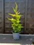 Кипарис Лейланди „Gold Rider“ (Златен ездач) Cupressocyparis leylandii ‘Gold Rider’, снимка 3