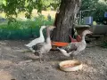 Продавам гъски .......,.............., снимка 1