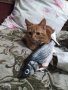 Интерактивна играчка за котка и куче,подскачаща риба,USB зареждане, снимка 12