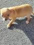 момиченце мини пинчер , снимка 3
