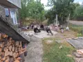 Продавам домашни пуяци  пуйки , снимка 3