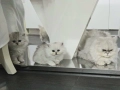 Персийска сребърна чинчила котенца , снимка 2
