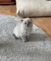 Мъжки котарак за Разплод, снимка 9