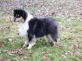 Шотладската овчарка-Коли, снимка 3